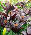 Produktbild: BALDUR Garten Schwarze Lilie Blacklist,3 Zwiebeln, Blumenzwiebeln, riesige & eleganten Blüten, winterhart, pflegeleicht, Wasserbedarf gering, blühend, Lillium-Hybride