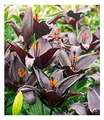 Produktbild: BALDUR Garten Schwarze Lilie Blacklist,3 Zwiebeln, Blumenzwiebeln, riesige & eleganten Blüten, winterhart, pflegeleicht, Wasserbedarf gering, blühend, Lillium-Hybride