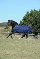 Produktbild: BUCAS Irish Turnout 50 g navy gold Winterdecke, Regendecke , Buc17_Gr.:145 cm