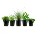 Produktbild: AquaOne Aquarium Pflanzen I 5X Wasserpflanzen I Vordergrund Aquarienpflanzen I Eleocharis Lilaeopsis Helanthium Pogostemon I Set mit 5 Vordergrundpflanzen