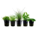 Produktbild: Aquaone Wasserpflanze Pflanzen Set mit 5 Vordergrund Wasserpflanzen Nr.202