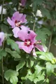 Produktbild: Pflanzen für Dich Gehölze Hibiscus syriacus Woodbridge, 1 St., Garten-Eibisch, Straucheibisch, Hibiskus