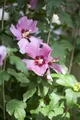 Produktbild: Hibiscus syriacus 'Woodbridge', Roseneibisch, rosa Blüten, 125–150 cm