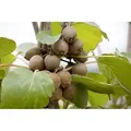 Produktbild: Sonstige - Actinidia Chinensis 'jenny' P 12 Gestäbt