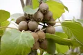 Produktbild: Pflanzen für Dich Obstpflanze Actinidia chinensis Jenny, 1 St., Kiwi, Kiwipflanze, Kiwistrauch, selbstfruchtend, essbare Früchte