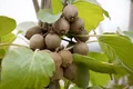 Produktbild: Actinidia chinensis 'Jenny', Kiwi, selbstfruchtend, ca. 12 cm Topf