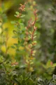 Produktbild: Pflanzen für Dich Gehölze Berberis bux. Nana, 1 St., Kleinblättrige Berberitze, Buchsblättrige Berberitze