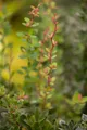 Produktbild: Berberis buxifolia 'Nana', Zwerg-Berberitze, orange Blüten, 20–25 cm