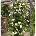 Produktbild: Waldrebe Joe 40-60cm - Clematis