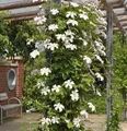 Produktbild: Waldrebe Joe 40-60cm - Clematis - lebende Gartenpflanze aus den Baumschulen
