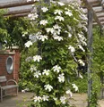 Produktbild: Waldrebe Joe 40-60cm - Clematis