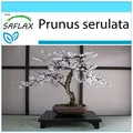 Produktbild: SAFLAX - Geschenk Set - Bonsai - Japanische Blütenkirsche - 30 Samen - Mit Geschenk- / Versandbox, Versandaufkleber, Geschenkkarte und Anzuchtsubstrat - Prunus serulata