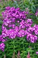 Produktbild: Phlox paniculata 'Uspech', Flammenblume, violett, ca. 11x11 cm Topf