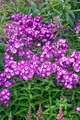 Produktbild: Phlox paniculata 'Uspech' 11x11 cm Topf – Winterhart, Mehrjährig, Pflegeleicht – Hoher Sommerphlox – Staude für Beet & Rabatte