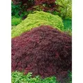Produktbild: Acer Palmatum Crimson Queen Japanischer Ahorn Rot 40–50 cm