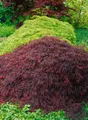 Produktbild: Acer palmatum 'Crimson Queen', Japanischer Ahorn, rot, 40–50 cm