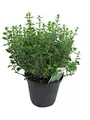 Produktbild: Italienischer Oregano im 15cm Topf - Origanum vulgare, frische Oregano Pflanze