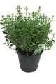 Produktbild: Italienischer Oregano im 15cm Topf - Origanum vulgare, frische Oregano Pflanze