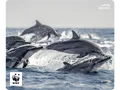 Produktbild: SPEEDLINK TERRA WWF Mousepad, Delfin-Motiv
