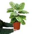 Produktbild: Zimmerpflanze Makoyana Magie | Calathea Makoyana 50–60 cm im 16–17 cm Topf | ungiftig & luftreinigend | dekorative Pflanze mit gemusterten Blättern | tierfreundlich für Katzenfreunde | Green Me Up