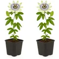 Produktbild: Exotenherz Kletterpflanzen Passionsblume Passiflora Caerulea 2er Set 11cm Topf