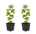 Produktbild: Exotenherz Kletterpflanze Exotenherz Kletterpflanze - Passionsblume Passiflora caerulea 2er Set