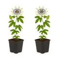 Produktbild: Exotenherz Kletterpflanzen Passionsblume Passiflora caerulea 2er Set 11cm Topf