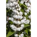 Produktbild: Deutzia Magnifica Maiblumenstrauch 60- 80 cm