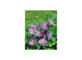 Produktbild: Aster x frikartii 'Wunder von Stäfa', lavendelblau, ca. 9x9 cm Topf