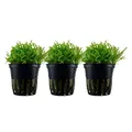 Produktbild: AquaOne Aquarium Pflanze 3 Stück Pogostemon helferi I Wasserpflanze Aquariumpflanze Stängelpflanze voll durchwurzelt einfach pflegeleicht Aquascaping Dekoration