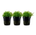Produktbild: Aquaone Wasserpflanze Aquarium Pflanze 3 Stück Pogostemon helferi Wasserpflanze Nr.053H Set