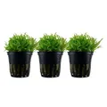 Produktbild: Aquarium Pflanze 3 Stück Pogostemon helferi Wasserpflanze AquaOne Nr.053H Set