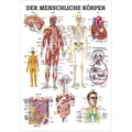 Produktbild: Der menschliche Körper Lehrtafel Anatomie 100x70 cm medizinische Lehrmittel, Nicht Laminiert
