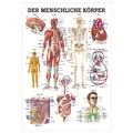 Produktbild: Der menschliche Körper Lehrtafel Anatomie 100x70 cm medizinische Lehrmittel