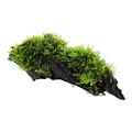 Produktbild: Aquarium Pflanze Vesicularia montagnei 'Christmas' Wasserpflanze auf Wurzel Nr.003A YWS Aquariumpflanze Wurzelstock Rhizom