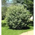 Produktbild: Wintergrüne Ölweide Compacta 20-30cm - Elaeagnus ebbingei