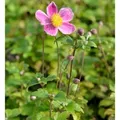 Produktbild: Japanische Herbstanemone Splendens - Anemone japonica