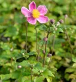 Produktbild: Japanische Herbstanemone Splendens - Anemone japonica
