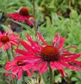 Produktbild: Sonnenhut Hot Summer - Echinacea purpurea