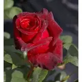 Produktbild: Edelrose Black Baccara ® - Rosa Black Baccara ® - Teehybride - Meilland-Rose
