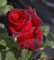 Produktbild: Edelrose Black Baccara ® - Rosa Black Baccara ® - Teehybride - Meilland-Rose
