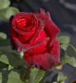 Produktbild: Edelrose Black Baccara ® - Rosa Black Baccara ® - Teehybride - Meilland-Rose