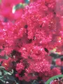 Produktbild: Lagerstroemia indica Dynamite ® - Chinesische Kräuselmyrte - 40-60cm