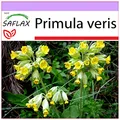 Produktbild: SAFLAX - Heilpflanzen - Schlüsselblume - 100 Samen - Primula veris