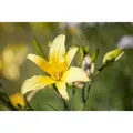 Produktbild: Hemerocallis Lilioasphodelus Gelbe Taglilie Ca. 11x11 cm Topf