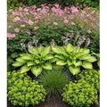 Produktbild: BALDUR Garten 9er Staudenbeet 'Schattengarten', Pflanzen im 9x9 cm-Topf, lange Blütezeit & attraktiver Blattschmuck, schattenliebende Stauden, ans...