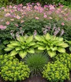 Produktbild: BALDUR Garten 9er Staudenbeet 'Schattengarten', Pflanzen im 9x9 cm-Topf, lange Blütezeit & attraktiver Blattschmuck, schattenliebende Stauden, anspruchslos und pflegeleicht, mehrjährig, winterhart