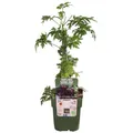 Produktbild: Rubus fruticosus 'Thornless Evergreen' - Dornenlose Brombeere - Ø13cm - 45cm