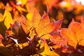 Produktbild: Acer palmatum 'Fireglow' 60–80 cm – Winterhart & Mehrjährig – Japanischer Ahorn – Ziergehölz für Garten & Kübel