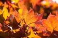 Produktbild: Pflanzen für Dich Gehölze Acer palmatum Fireglow, 1 St., Japanischer Ahorn, Fächerahorn